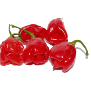 Habanero Hot Chilli Pepper