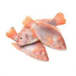 Red Tilapia 1