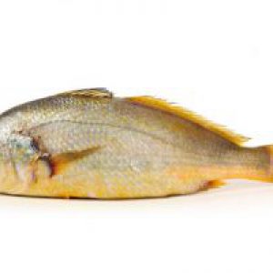 Yellow Croaker Fish Isolated on White Background